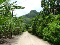 La végétation profite du climat et des terres volcaniques fertiles