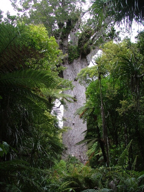 Te Matua Ngahere, "le père de la forêt"