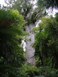 Te Matua Ngahere, "le père de la forêt"
