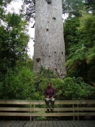 Le plus gros kauri de la nation, on se sent si petit à ses pieds	