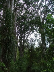 A l'instar de ses cousines tropicales, cette forêt possède une végétation tout aussi luxuriante