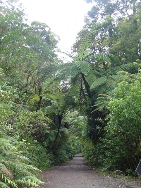 Waipoua Forest vaut aussi pour le reste de sa végétation