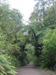 Waipoua Forest vaut aussi pour le reste de sa végétation