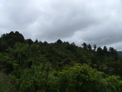 Forêt dense dont le fleuron est sans conteste la superbe fougère arborescente