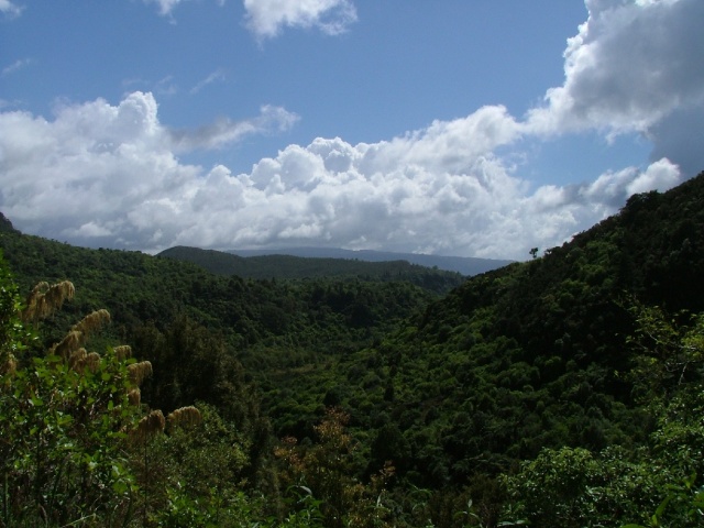 La forêt est aussi présente avec une végétation très dense