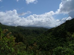 La forêt est aussi présente avec une végétation très dense