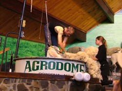 L'Agrodome où se déroule le show quotidien de l'agriculture néo-zélandaise et de ses moutons