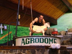 Concours de tonte de moutton : un travail éprouvant au résultat impeccable