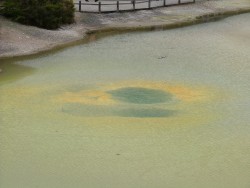 Encore une création surprenante de la nature