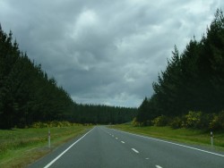 La plus grande forêt de l'hémisphère sud