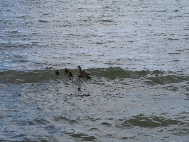 Notre clan de canards qui nous tiendra compagnie pour le bivouac