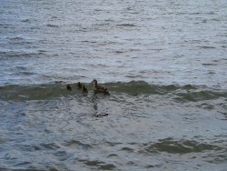 Notre clan de canards qui nous tiendra compagnie pour le bivouac