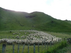 A la tombée du jour, les moutons se rassemblent