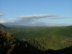 L'océan de sapins que nous avons traversé