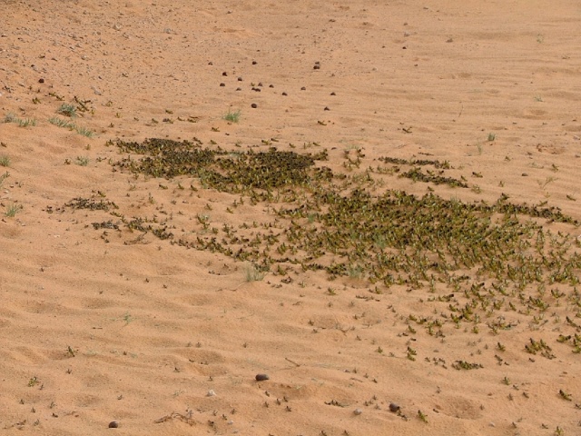 Les criquets de plus près
