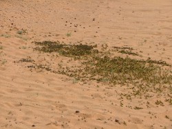 Les criquets de plus près