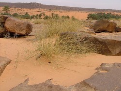 Oasis de Taoujafet