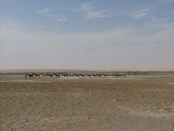 La caravane à Tichit